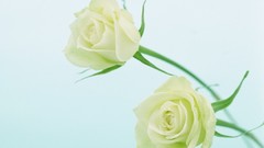 Flowers nature roses white roses