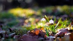 Flowers nature snowdrops