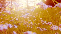 Flowers nature summer sunny Forget-me-nots