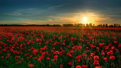Flowers nature sun Poppies fields flower garden
