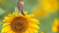 Flowers nature Sunflowers Birds yellow flowers Warblers