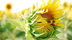 Flowers nature Sunflowers budding
