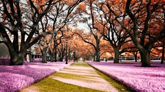 Flowers nature Trees autumn purple Green sidewalk helios Spada