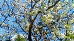 Flowers nature Trees blue white Green spring cherries white 