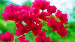 Flowers nature Trees forests bougainvillea