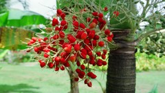 Flowers nature Trees forests fruit trees