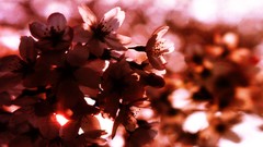 Flowers nature Trees forests yun