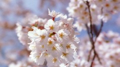 Flowers nature Trees forests yun