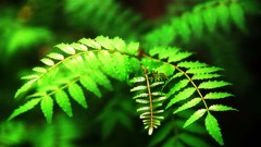 Flowers nature Trees forests yun