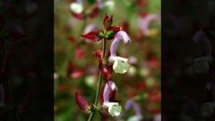 Flowers nature Trees forests yun