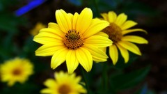 Flowers nature Trees forests yun