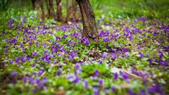 Flowers nature Trees Garden purple flowers romania depth of 