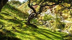 Flowers nature Trees grass Green Carding Mill Valley