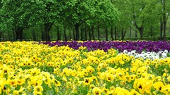 Flowers nature Trees grass Green Parks water drops pansies
