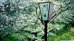 Flowers nature Trees spring flowered trees