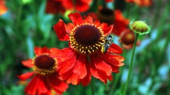 Flowers nature Trees wasp forests yun