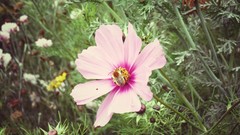 Flowers nature vintage bumblebee Arnaud nowart