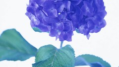 Flowers nature violets