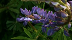 Flowers nature violets