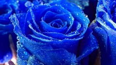 Flowers nature water blue roses wet blue rose water drops