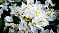 Flowers nature white flowers bougainvillea