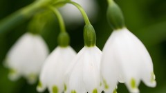 Flowers nature white flowers lily of the valley