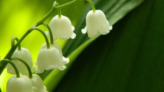 Flowers nature white flowers lily of the valley