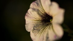 Flowers nature white gramophone depth of field