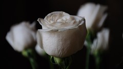 Flowers nature white roses