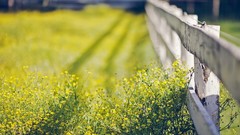Flowers nature Wooden fence fences yellow flowers depth of field
