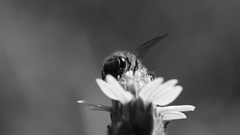 Flowers nature worker