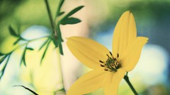 Flowers nature yellow blue bright vegetation Green Photoshop 