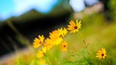 Flowers nature yellow flowers blurred background depth of field 