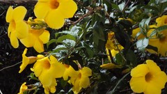 Flowers nature yellow flowers Trumpet vine