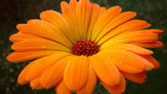 Flowers orange flowers