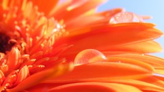 Flowers orange flowers