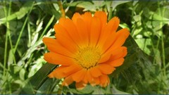 Flowers orange flowers