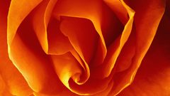 Flowers orange macro roses