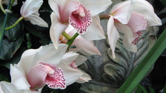 Flowers orchid flower