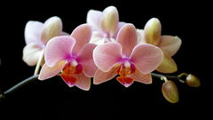 Flowers Orchids
