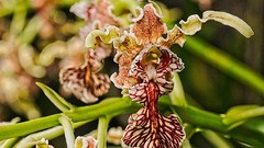 Flowers Orchids dendrobium