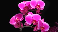 Flowers Orchids flora orchidea