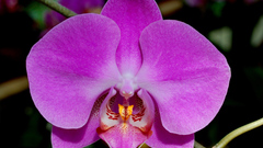 Flowers Orchids pink orchid