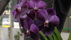 Flowers Orchids purple flower