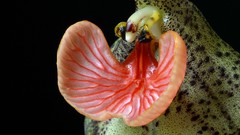 Flowers Orchids veiny