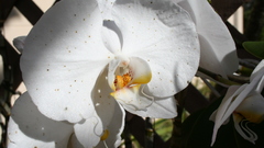 Flowers Orchids white flower