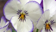 Flowers pansies