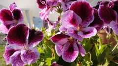 Flowers pansies