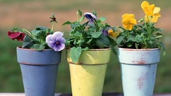 Flowers pansies flowerpot potted
