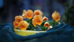 Flowers pansies orange flowers
